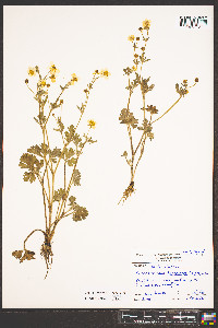 Ranunculus bulbosus image