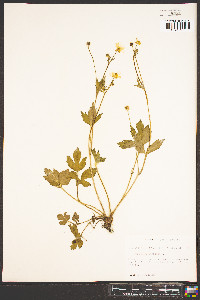 Ranunculus bulbosus image