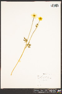Ranunculus bulbosus image