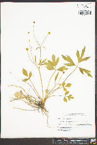 Ranunculus septentrionalis image