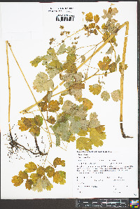 Thalictrum fendleri image