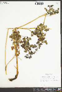 Thalictrum fendleri image