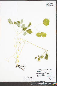 Thalictrum clavatum image