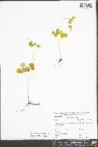 Thalictrum clavatum image