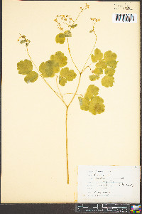 Thalictrum clavatum image