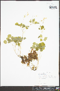 Thalictrum clavatum image
