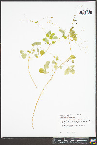 Thalictrum clavatum image