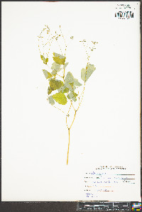 Thalictrum clavatum image