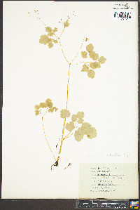 Thalictrum clavatum image