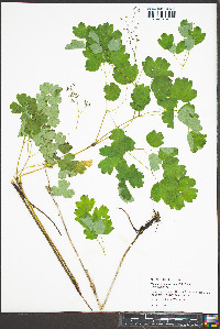 Thalictrum coriaceum image