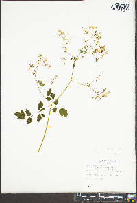 Thalictrum coriaceum image