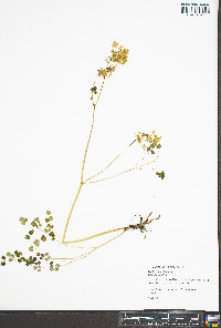 Thalictrum dioicum image