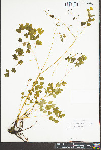 Thalictrum dioicum image