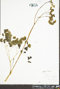 Thalictrum dioicum image