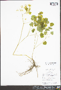 Thalictrum dioicum image