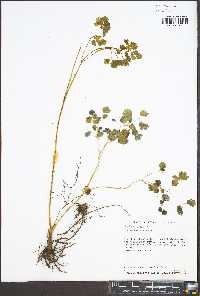 Thalictrum dioicum image