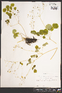 Thalictrum mirabile image