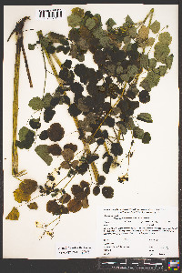 Thalictrum pubescens image