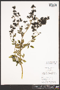 Thalictrum pubescens image
