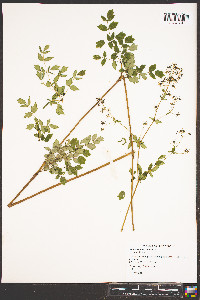 Thalictrum amphibolum image