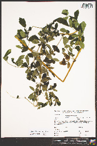 Thalictrum amphibolum image