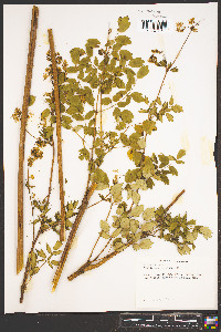 Thalictrum amphibolum image