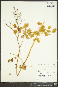 Thalictrum amphibolum image