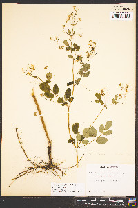 Thalictrum amphibolum image