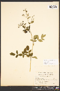 Thalictrum amphibolum image