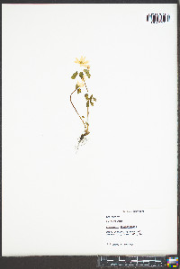 Anemonella thalictroides image
