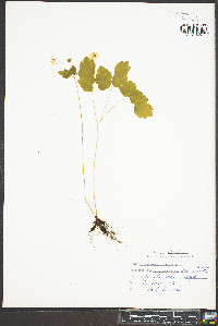 Anemonella thalictroides image