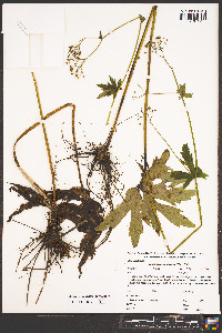 Trautvetteria caroliniensis image