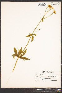 Trautvetteria caroliniensis image