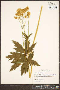 Trautvetteria caroliniensis image