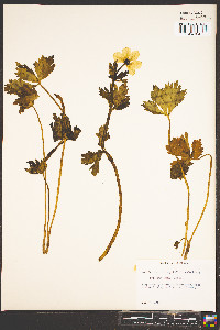 Trollius laxus image