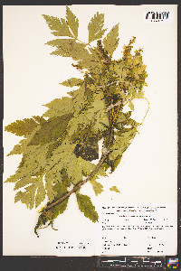 Xanthorhiza simplicissima image