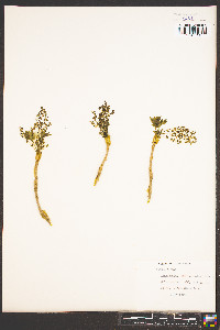 Xanthorhiza simplicissima image