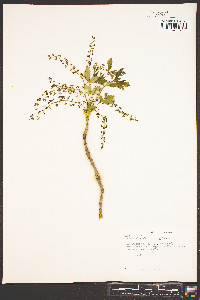 Xanthorhiza simplicissima image