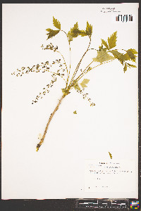 Xanthorhiza simplicissima image