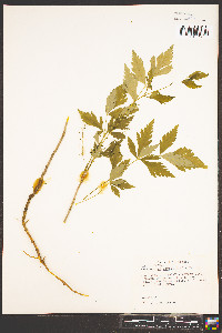 Xanthorhiza simplicissima image