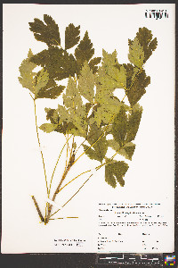 Xanthorhiza simplicissima image