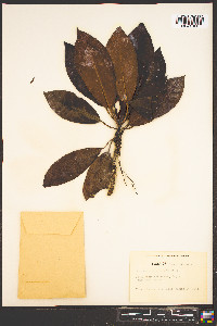 Bruguiera sexangula image