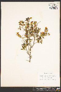Ceanothus fendleri image
