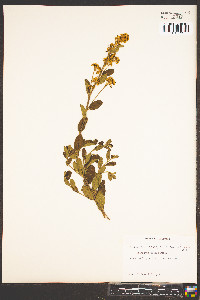 Ceanothus herbaceus image