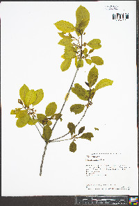 Frangula alnus image