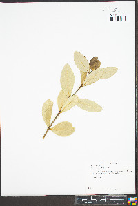 Rhizophora mangle image