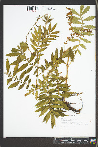 Agrimonia parviflora image
