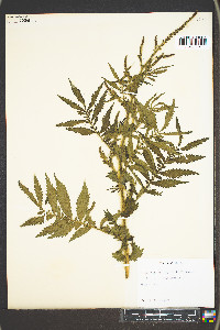 Agrimonia parviflora image