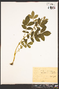 Agrimonia pubescens image