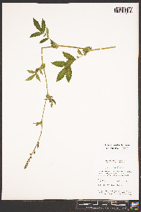 Agrimonia pubescens image